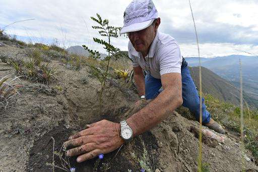 A volunteer participates in a reforestation campaign in Catequilla, Ecuador on May 16, 2015