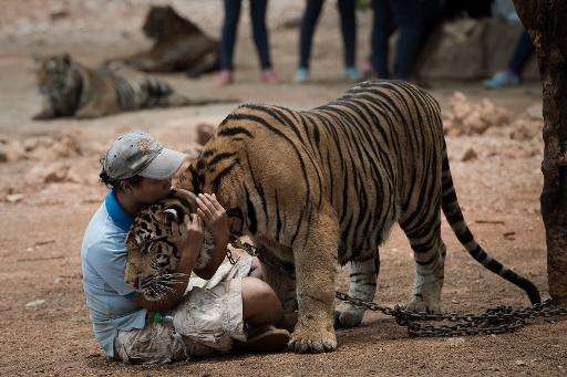 A warden hugs a tiger at The Tiger Temple in Kanchanaburi province, western Thailand, on April 24, 2015