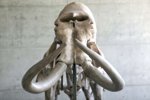 A well-preserved skeleton of a mammoth—a prehistoric creature that roamed the Earth for millions of years before dying out 5,000