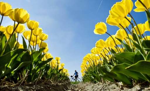A woman on a bike passes a field with yellow tulips near Egmond aan den Hoef in northwestern Netherlands, on April 20, 2009