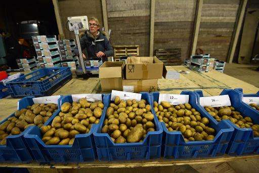 A worker sorts potatoes before packaging them at the Salty Potato Farm, in Den Horn, Netherlands