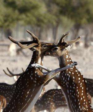 Axis deer on Sir Bani Yas Island, one of the largest natural islands in the UAE