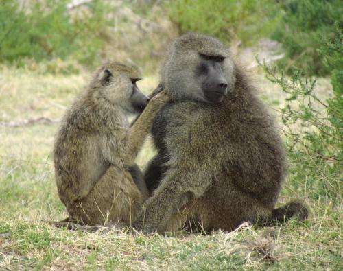 Baboon friends swap gut germs
