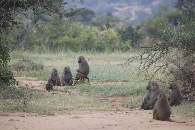 Baboons don't play follow the leader – they're democratic travellers