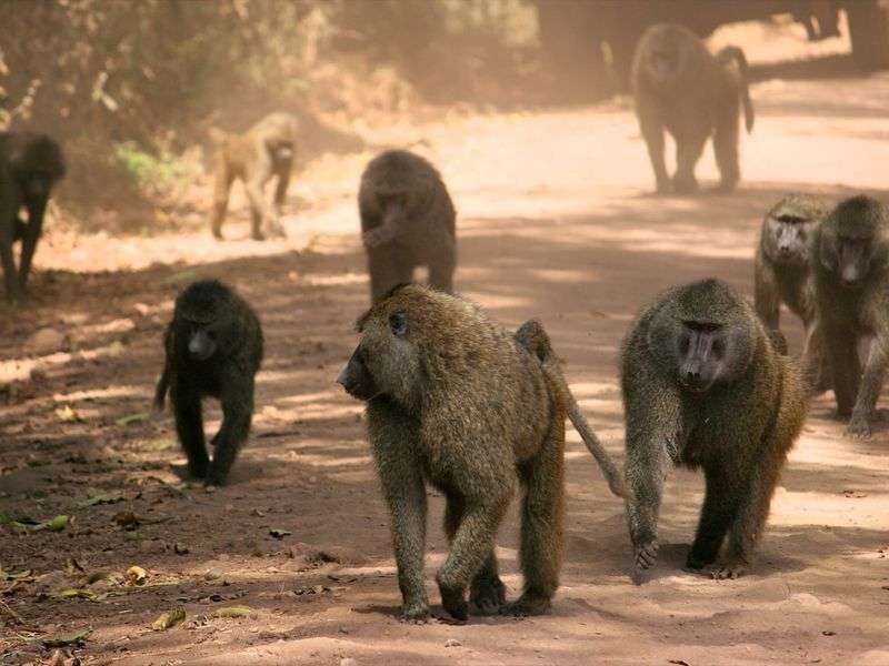 Baboons follow the majority