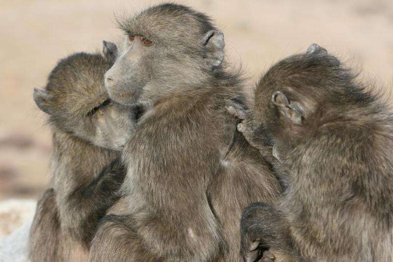Baboons prefer to spend time with others of the same age, status and even personality