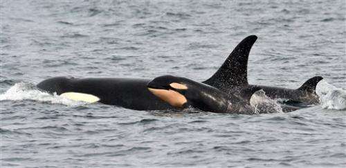 Baby 4: Newborn spotted with endangered Puget Sound orcas