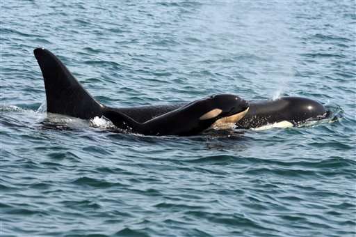 Baby is born to endangered killer whale pod off Washington