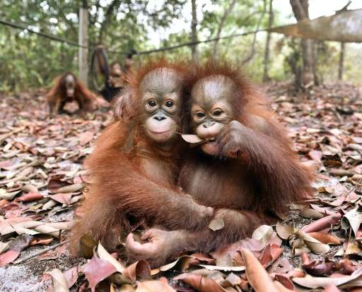 Baby orangutans, who had been suffering from respiratory problems caused by thick haze, play at a nursery in the rehabilitation 
