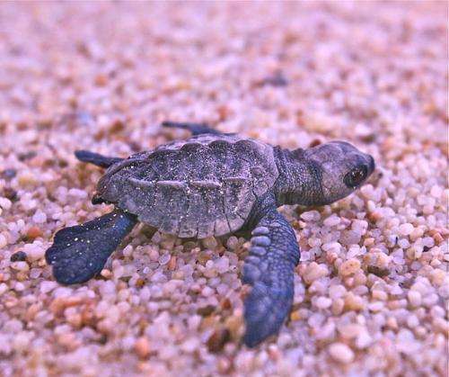 Baby sea turtles starved of oxygen by beach microbes