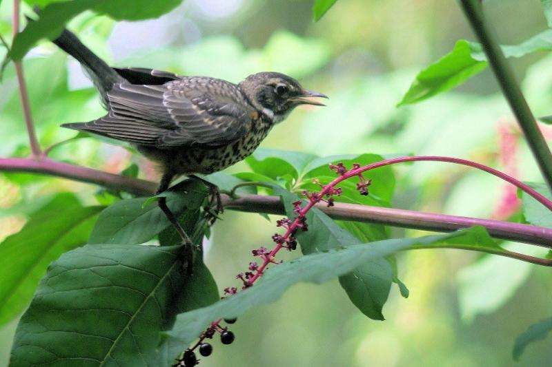 Backyard birds enhance life in urban neighborhoods