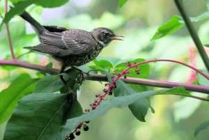 Backyards prove surprising havens for native birds