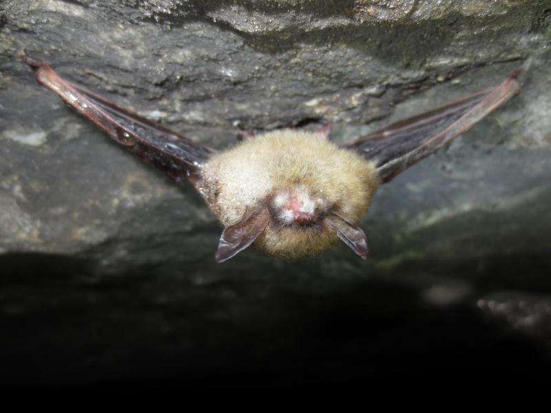Bacteria inhibit bat-killing fungus, could combat white-nose syndrome