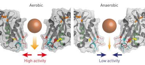 Bacterial enzyme controls the degradation of defective proteins