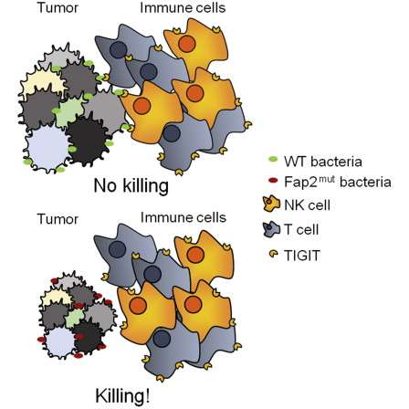 Bacteria protect intestinal tumor model from being killed by immune cells