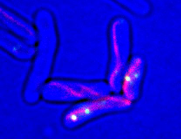 Bacteriophages deliver certain proteins required for replication of their own genomes
