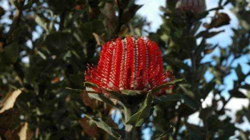Banksias differ on resilience to climate change