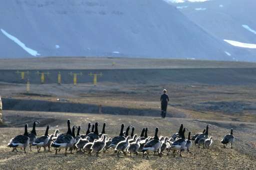 Barnacle geese pictured in the scientific base of Ny Alesund in the Svalbard archipelago