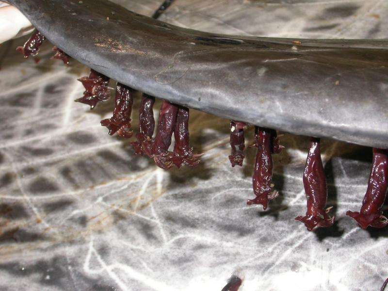 Barnacles go with the flow to find a home on dolphin fins