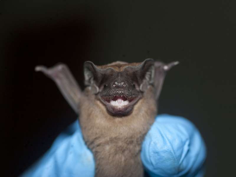 Bats frequently come into contact with infectious diseases, but rarely suffer from them
