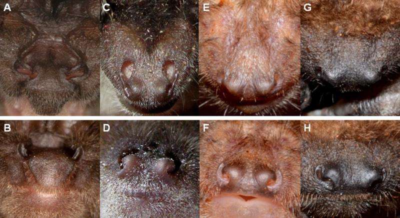 Bats may use bidirectional echolocation to detect prey, orient themselves