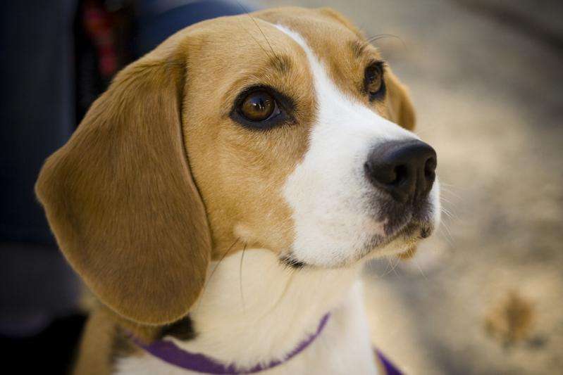Beagles help hunt for genes associated with canine, human bladder cancer