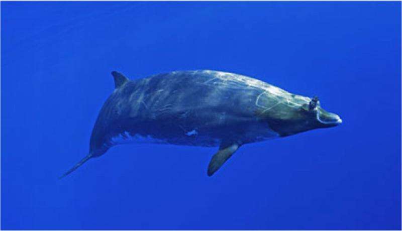 Beaked whales B-stroke for long dives