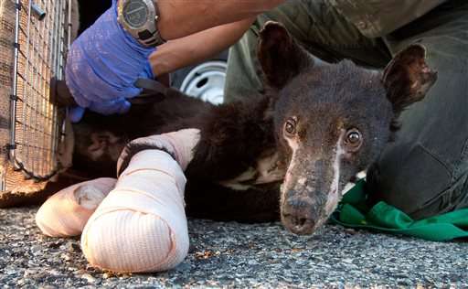 Bear cub badly burned in Washington blaze is back in wild