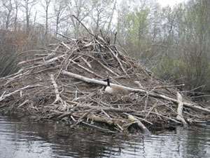 Beavers take a chunk out of nitrogen in Northeast rivers