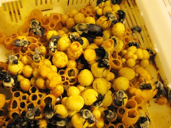 Bees to scientists: 'We're more complicated than you think'