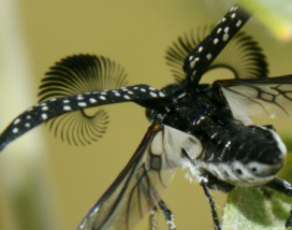 Beetle's antennae finds potential mates
