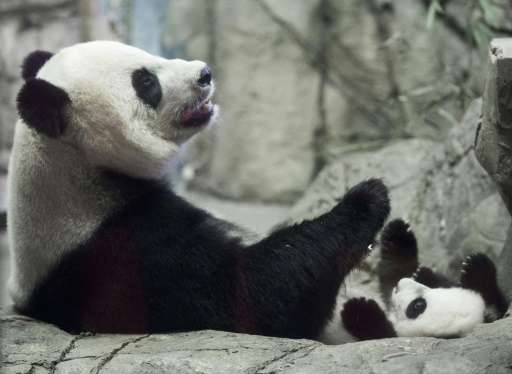 Bei Bei and his mother Mei Xiang make their  first joint media appearance at the National Zoo in Washington, DC on December 16, 