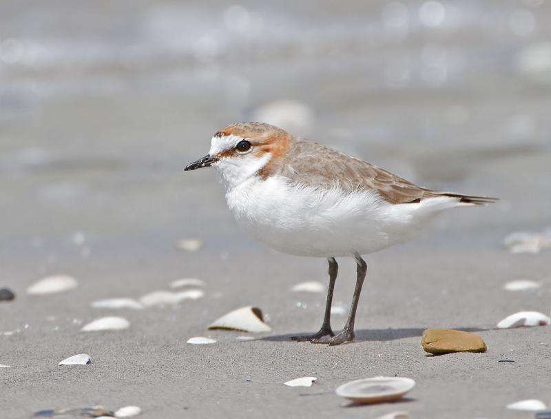 Being more colorful found to be disadvantage for female plover