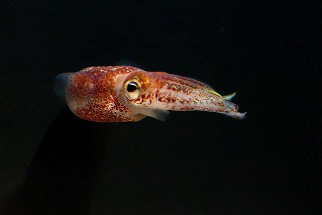 Beneficial bacteria in Hawaiian squid attracted to fatty acids
