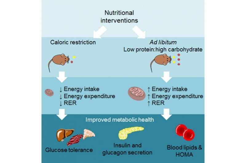 Benefits of calorie restriction on par with balancing protein and carb intake in mice