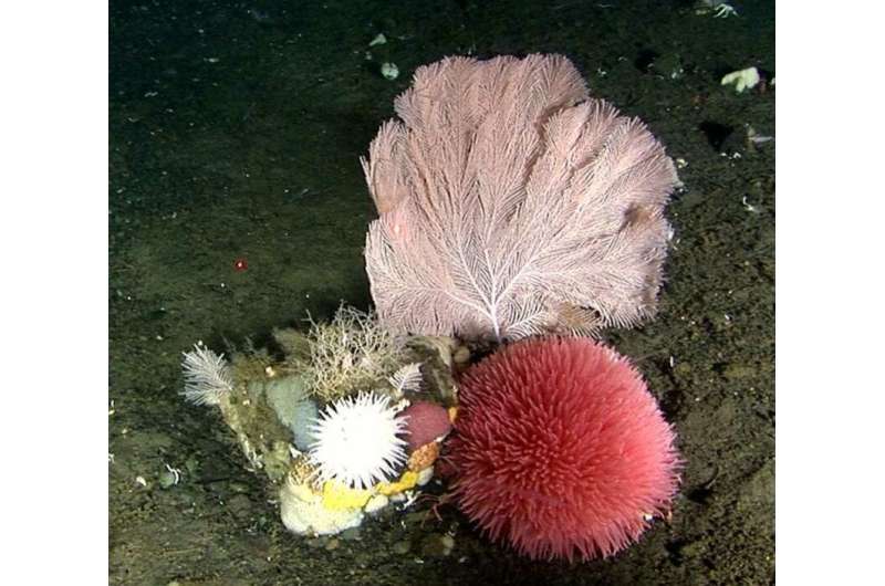 Bering Sea hotspot for corals and sponges