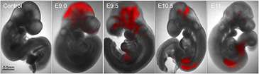 Better mouse model enables colon cancer research