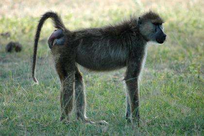 Big butts aren't everything to male baboons
