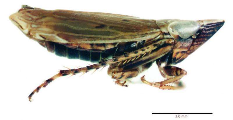 Big city life: New leafhopper species found on a threatened grass in New Jersey