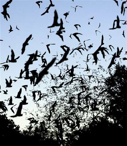 Big effort to better understand bats takes wing in 31 states