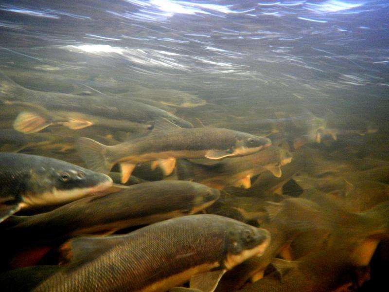 Bigger bang for your buck: Restoring fish habitat by removing barriers