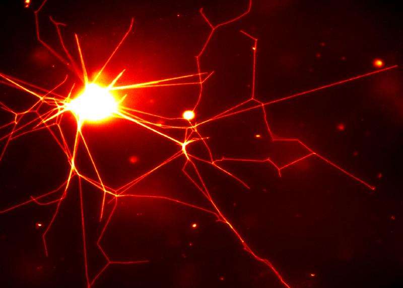 Biological tools create nerve-like polymer network