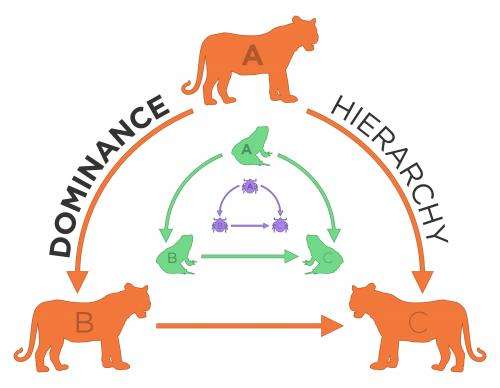 Biologist finds animal groups share dominance dynamics