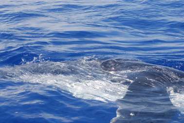 Biologist floats idea of whale-hunting compromise