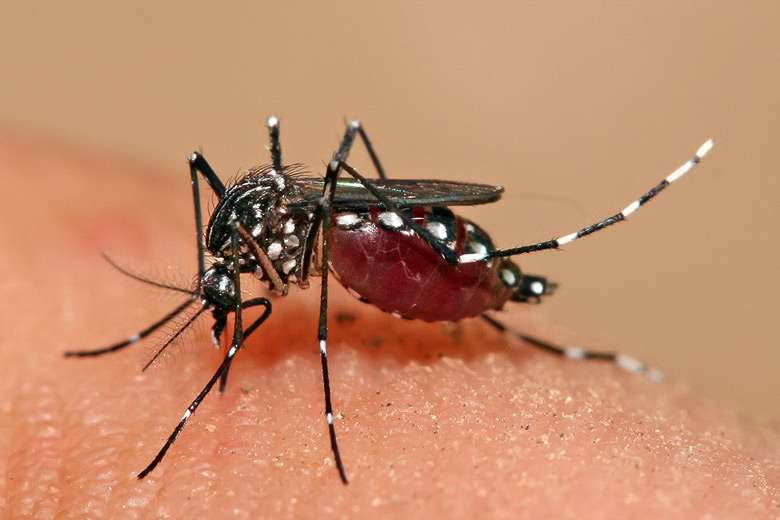 Biologists develop novel antiviral approach to dengue fever