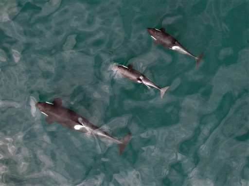 Biologists fly drone to track health of endangered orcas