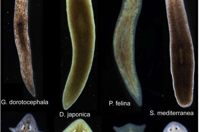 Biologists induce flatworms to grow heads and brains of other species