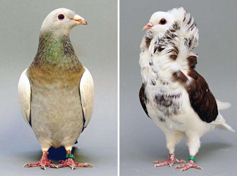 Birds of a feather: Pigeon head crest findings extend to domesticated doves