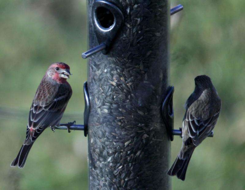 Birds spread infections at feeders, according to research