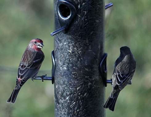 Birds that eat at feeders more likely to get sick, spread disease